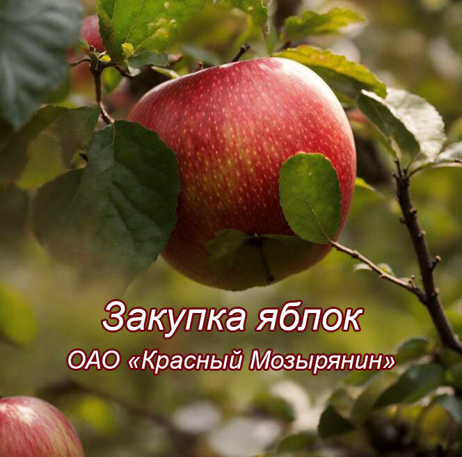 Закупка яблок